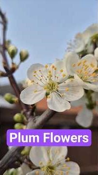 Our Plum Tree Is Loaded With Flowers! 🌸 #plums #plumtrees #spring #flowers