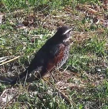 ツグミ調布地区ショート 2026年1月29日 #ツグミ #野鳥 #birds #wildlife #nature #自然観察ぶらり散歩