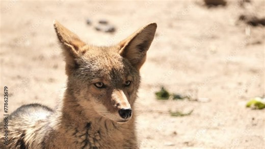 The coyote (Canis latrans) rests in a nature park. This wild dog, smaller than a wolf, lives throughout North America.