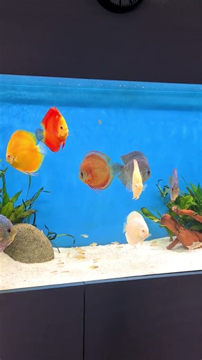 Now that is a Red Melon discus fish.