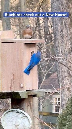 Bluebirds check out a New House #bluebirds