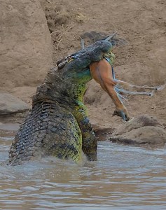 135K views · 1.4K reactions | 23 Situations Of Crocodiles Attacking Their Prey Quickly Caught On Camera vs歷 | Eating Sounds | Facebook