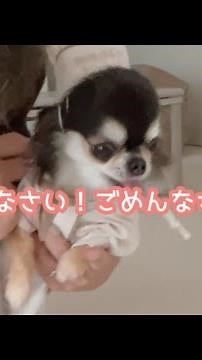 兄犬のごはんを横取りして、おとうさんに怒られる妹犬