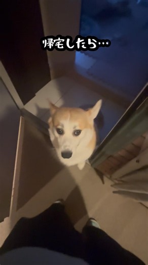 嬉しすぎると声が出ちゃうコーギー🐶