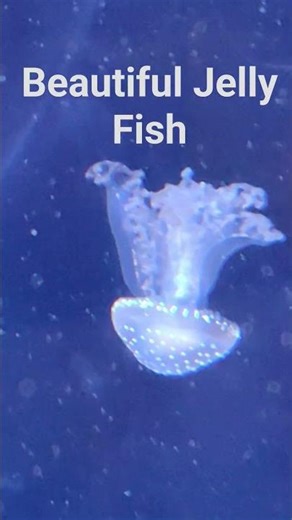 So Calm and Beautiful 🪼 Peaceful Jellyfish Moments