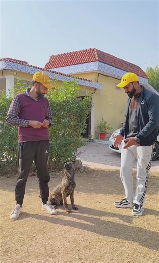 Obedience and protection training with dutch shepherd puppy#k9training #dogtrainingpakistan #foruyou #forupage @TikTok Pakistan