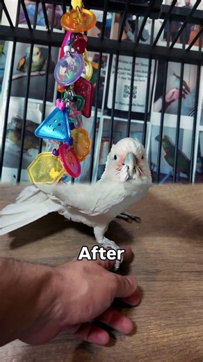 From Grieving Guardian to Dancing Queen #cockatoo #fyp #parrot