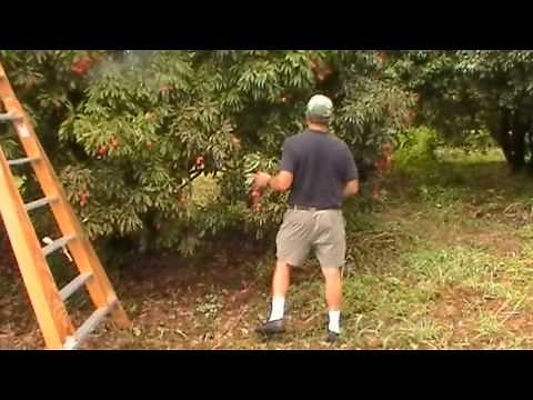 Picking and Pruning Lychees