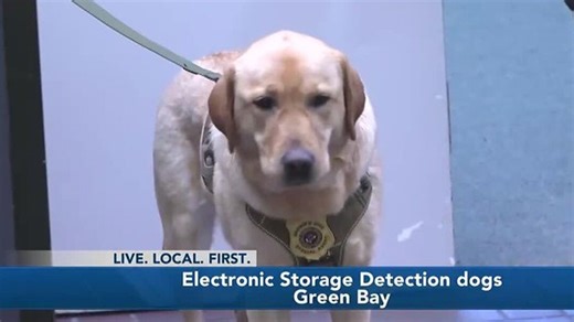 Learning more about Electronic Storage Detection K9s | Haystack News