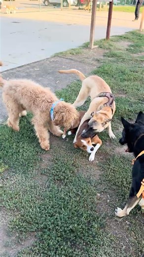 Bro got jumped by the whole dog squad #dogsoftiktok #goldendoodle #puppy #dogs #chaos #shorts #viral