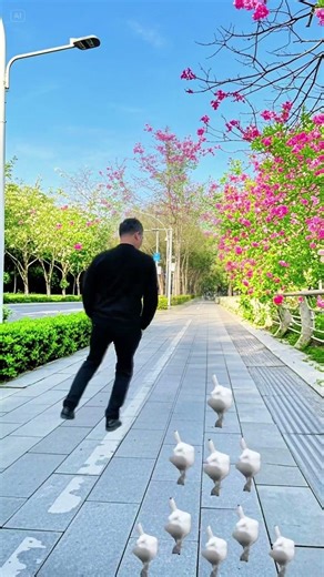 A sea of admirers # Duck dance steps