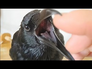 【口の中】カラスの口の中はこんなに凄いので観て下さい 20230115、カラス＆四つ足カルテット