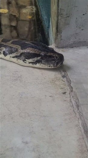 緬甸蟒Burmese Python/Taipei Zoo