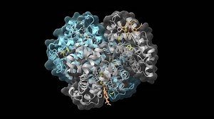 Hemoglobin Protein Structure PDB 3ONZ. Alpha and beta chains with heme groups. Surface model 1.