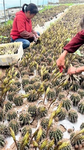 Cactus flowers harvested for food and medicine revealing their surprising value #work #farming