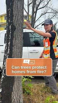 Can trees protect homes from fire? This UCLA research group is trying to find out