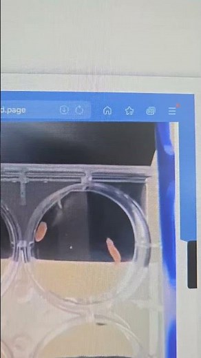 플라나리아 음성 주광성 (Planarian Negative Phototaxis)