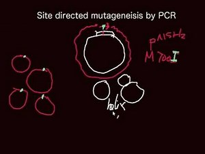 Principle of site-directed mutagensis by PCR