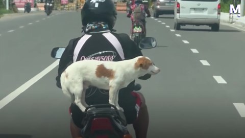 Dog's effortless balance on scooter stuns riders on busy highway