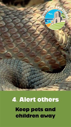 Rattlesnake Encounter