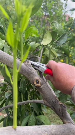 Pruning orange