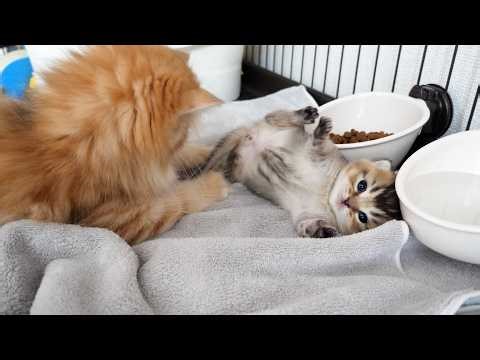 Here’s a kitten that just can’t resist teasing this cute little kitten…