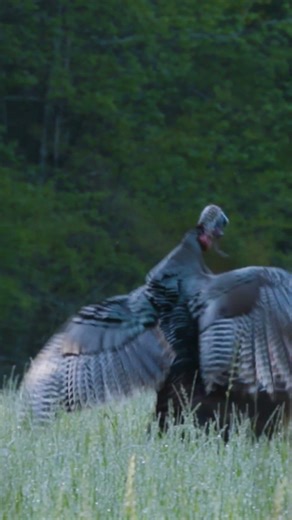 Trying to defend his turf was the wrong move! #spring #turkeyhunting