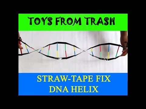 STRAW TAPE DNA HELIX - ENGLISH - DNA Model!