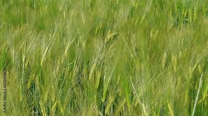 Growing green rye on farm field at spring day, agriculture. Ripening ears of young bearded wheat. Awned wheat, cereal plant, bread corn growth. Rich harvest concept. Grassland. Environment nature