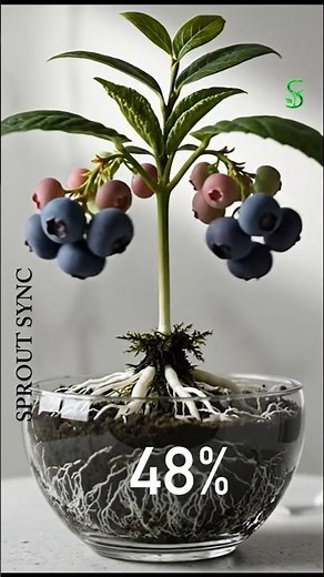 Watch a Blueberry Seed Transform | Root, Sprout & Fruit Timelapse