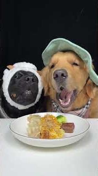 The Crunch Was Worth It. Golden and Labrador. Cute Pet Debut Plan