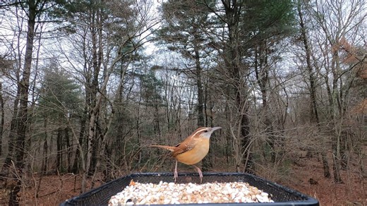 8.4K views · 613 reactions | Carolina Wren, White-breasted Nuthatch, Black-capped Chickadee | Critter Cam | Facebook