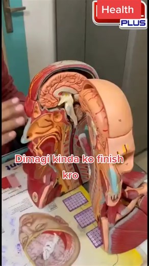 Exploring the Human Brain Anatomy in Detail