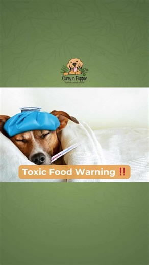 🚫🧅 No Onions, Ever! Quick PSA, pet parents — onions are toxic for dogs in all forms: raw, cooked, fried, powdered, or sneaking in through your aloo parathas and samosas. They destroy red blood cells and can lead to hemolytic anemia and serious organ damage. 👉 Keep your dog safe. Skip the onions. Always. #NoOnionsForDogs #DogSafety #PetHealthTips #currynpepperwellbeing #ayurvedaforpets | Curry n Pepper