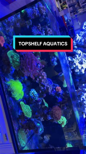 Top Shelf Aquatics: Amazing Reef Tanks & Fish