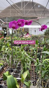 357 reactions · 19 shares | ✂️ Should you cut your orchid spike after...