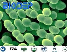 [Hot Item] Soil Probiotics 100billion Bacillus Megaterium Organic Fertilizer