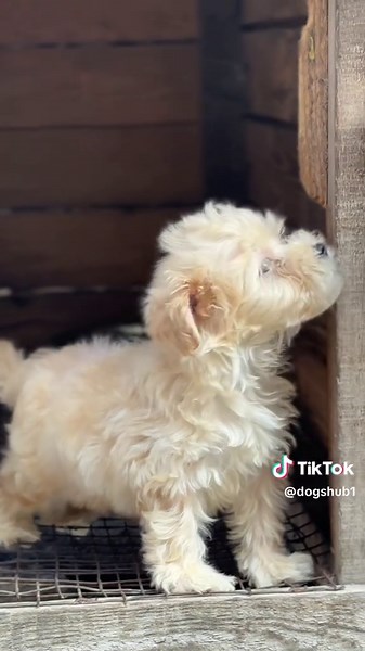 Best Birthday Gift Ideas for Maltipoo Dogs