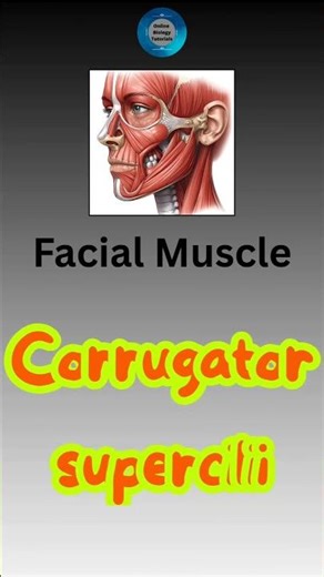 Corrugator supercilii I Pronounce Corrugator supercilii I Facial muscles I Pronunciation