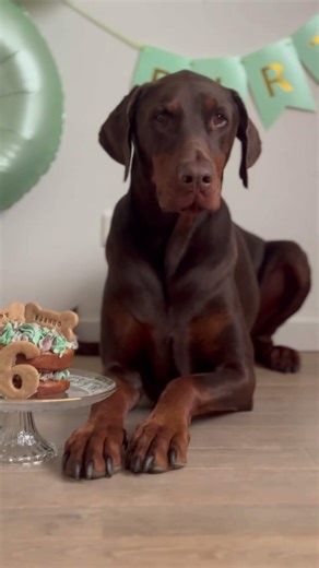 Happy bday Django 🥰 #love #birthday #dog #dobermann