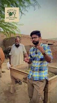 Cystic ovary in cattle / treatment