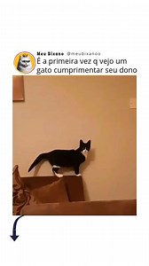 541K views · 10K reactions | Não é droga, mas deixa seu gatão doidão....