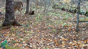 354K views · 11K reactions | End the week with a bit of peace, quiet,...