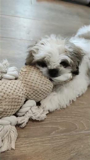 ASMR Cube gnaws on his favorite bunny 🐰💤