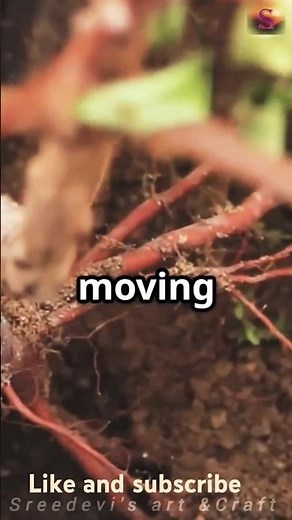 💧 Transpiration in Plants 🌿 – Process & Importance Explained 🌞🍃