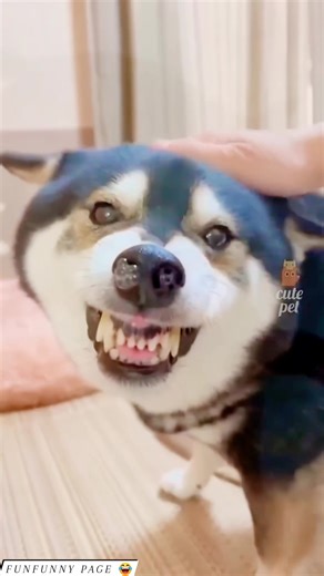 🤣 Can you make it through without laughing? #TryNotToLaugh challenge! 😂 Let’s see who loses first! #TryNotToLaugh #FunnyReel #ComedyClip #LOL #ViralVideo #USATrending #InstantLaugh #LaughChallenge #FunniestVideo #CantStopLaughing #HilariousMoments #LaughOutLoud | funfunny.page