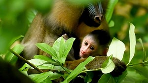 11K views · 554 reactions | The circle of life continues at Disney’s...