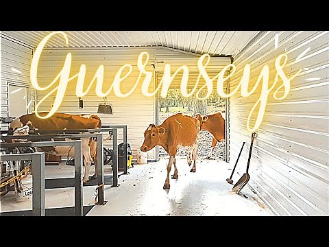 Guernsey Cows In The Milk Parlor!