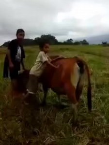 Pemaksaan Memory 15 Juli 2017 Lokasi: Persawahan Lingko Pateng (Lodok Pateng) Aktor kawakan: Eris Ahas Hermais II Fransiskus Hermais @sorotan | Hams Hama