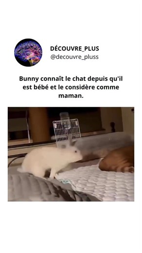 Découvre_Plus on Instagram: "La vidéo montre un lapin qui suit de près et câline un chat, agissant comme si le chat était sa mère. Le lapin reste près du chat, se blottit contre elle et cherche réconfort et sécurité, ce qui suggère qu’il a un lien avec le chat et la considère comme une figure paternelle. Ce type de comportement peut se produire lorsqu’un jeune animal est élevé autour d’une autre espèce et forme un attachement basé sur la chaleur, la protection et la familiarité, créant un moment